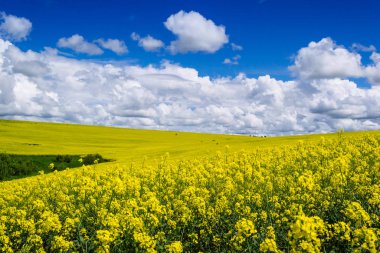 Köyde bahar sarısı tarlalar ve güzel gökyüzü