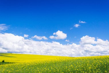 Köyde bahar sarısı tarlalar ve güzel gökyüzü