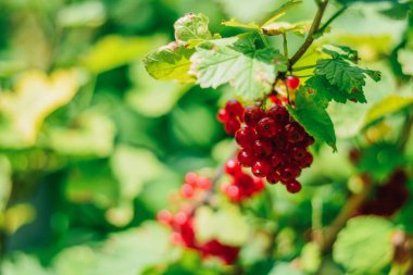çalılıklarda frenk üzümü ve böğürtlen