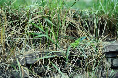 Vahşi yeşil kertenkele