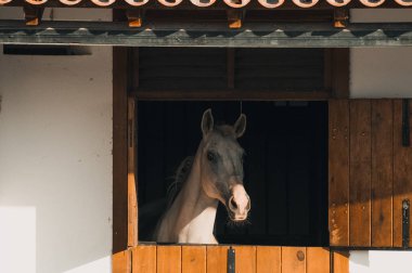 At çiftliğinde günaydın.