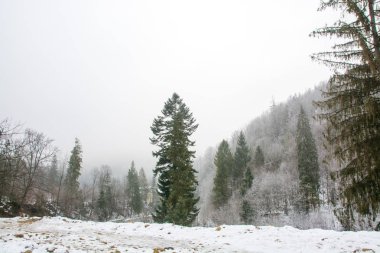 Kış ormanı ve dağların güzel manzarası.