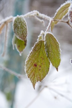 ağaç dalı ve buz yaprakları