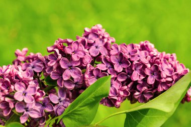 Çiçek baharı arka planı. Güneşli bir ışıkla aydınlanan güzel, parlak leylak çiçekleri. Güneşli bir bahar gününde bahçedeki parlak leylak çiçeklerinin doğal manzarası. Arkaplan olarak yeşil yapraklar..
