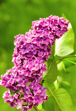 Çiçek baharı arka planı. Güneşli bir ışıkla aydınlanan güzel, parlak leylak çiçekleri. Güneşli bir bahar gününde bahçedeki parlak leylak çiçeklerinin doğal manzarası. Arkaplan olarak yeşil yapraklar..