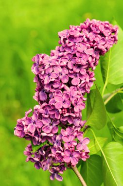 Çiçek baharı arka planı. Güneşli bir ışıkla aydınlanan güzel, parlak leylak çiçekleri. Güneşli bir bahar gününde bahçedeki parlak leylak çiçeklerinin doğal manzarası. Arkaplan olarak yeşil yapraklar..