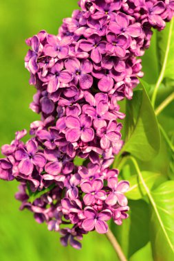Çiçek baharı arka planı. Güneşli bir ışıkla aydınlanan güzel, parlak leylak çiçekleri. Güneşli bir bahar gününde bahçedeki parlak leylak çiçeklerinin doğal manzarası. Arkaplan olarak yeşil yapraklar..