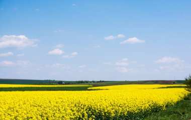 Sarı kolza tohumu tarlası ve mavi gök. Tarım.