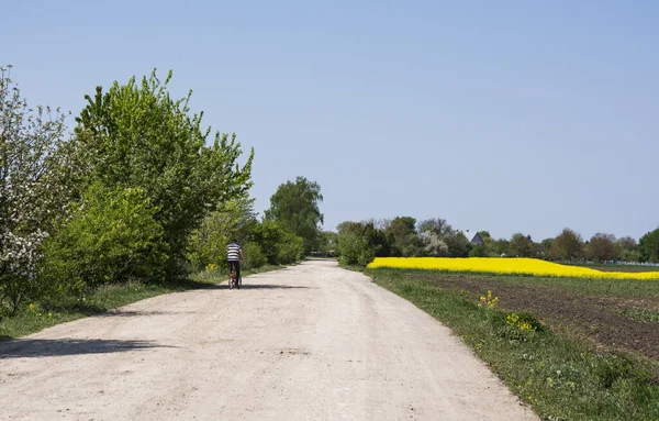 Yeşil ve sarı peyzaj. Adam yolda bisiklet sürüyor. Sarı kolza tohumu ve mavi gökyüzü.