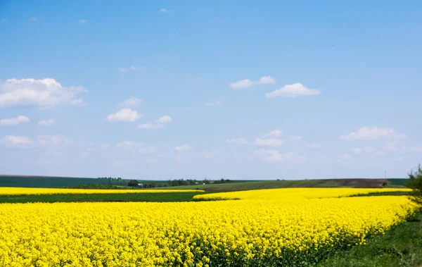 Sarı kolza tohumu tarlası ve mavi gök. Tarım.