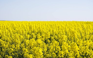 Sarı kolza tohumu tarlası ve mavi gök. Tarım.