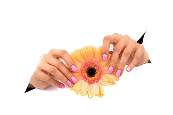 Rosa naken manikyr med gerbera blomma på en vit bakgrund. Ort för text. — Stockfoto