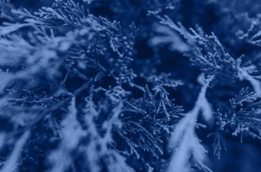 Klasik Mavi Duvarı 2020 - 19-4052. Yılın Rengi.