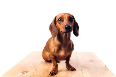 İzole edilmiş beyaz arkaplanda Dachshund.