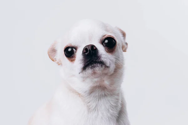 Roligt porträtt av en chihuahua. En hund är en vän till människan. — Stockfoto