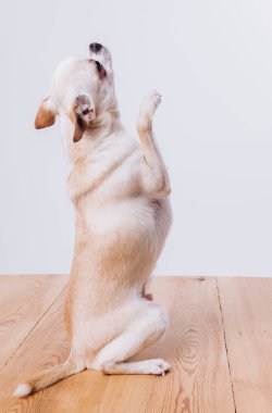 Bir chihuahua 'nın komik portresi. Bir köpek insanın dostudur..
