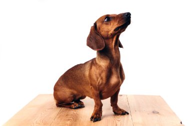İzole edilmiş beyaz arkaplanda Dachshund.