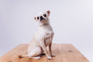 Bir chihuahua 'nın komik portresi. Bir köpek insanın dostudur..