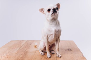 Bir chihuahua 'nın komik portresi. Bir köpek insanın dostudur..