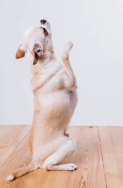 Zabawny portret chihuahua. Pies jest przyjacielem człowieka.. — Zdjęcie stockowe