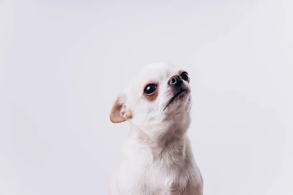 Divertente ritratto di un chihuahua. Un cane è amico dell'uomo. — Foto Stock