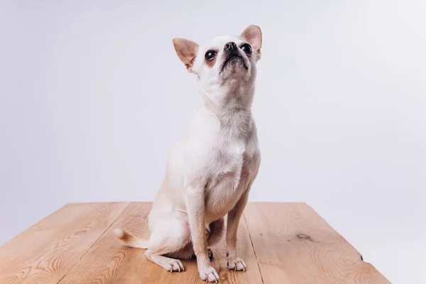 Divertente ritratto di un chihuahua. Un cane è amico dell'uomo. — Foto Stock