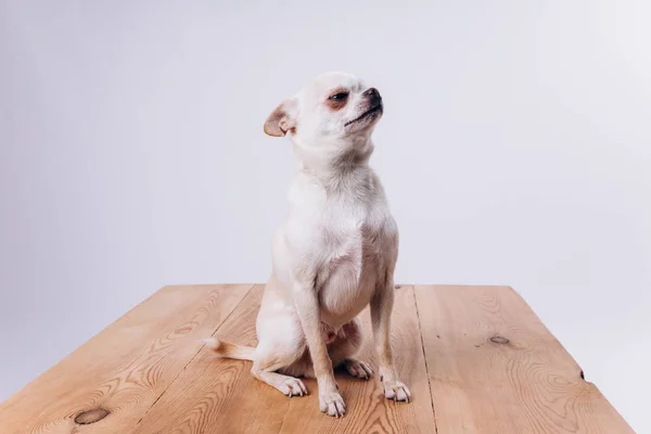 Roligt porträtt av en chihuahua. En hund är en vän till människan. — Stockfoto