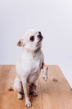 Bir chihuahua köpeğine bakmak ve eğitmek..