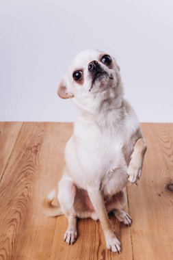 Bir chihuahua köpeğine bakmak ve eğitmek..