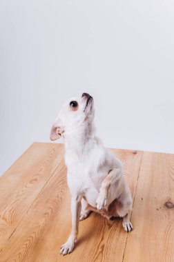 Bir chihuahua köpeğine bakmak ve eğitmek..