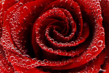 Siyah arkaplanda çiy damlaları olan kırmızı bir gül. Kartpostalların hazırlanması