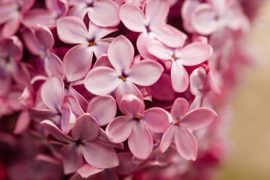 Bahar çiçekli leylak. Bir demet leylak çiçeği..