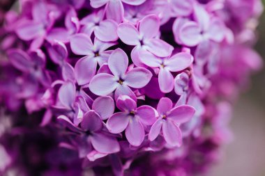 Bahar çiçekli leylak. Bir demet leylak çiçeği..