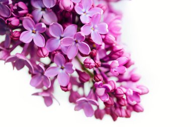 Bahar çiçekli leylak. Bir demet leylak çiçeği..