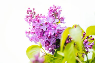 Bahar çiçekli leylak. Bir demet leylak çiçeği..