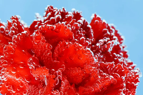 Red carnation on a blue background. Macro shot of carnations for postcards.