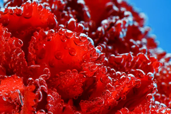 Red carnation on a blue background. Macro shot of carnations for postcards.