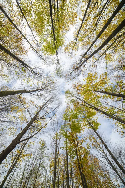 Turkish Autumn forest, bottom view