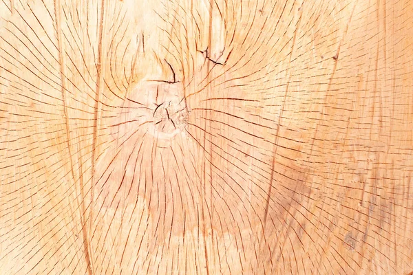 Ξύλινη Υφή Κορμού Κομμένου Δέντρου Κοντινό Πλάνο — Φωτογραφία Αρχείου