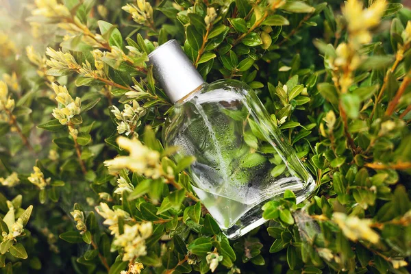 Perfume bottle in green grass with water drops. New perfume for spring and summer in the texture. Shadows and light playing. Copy space.