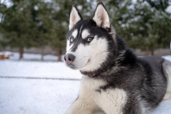 Hund som ligger i snøen. Svart og hvit sibirsk husky med blå øyne på en vandring i vinterparken . – stockfoto