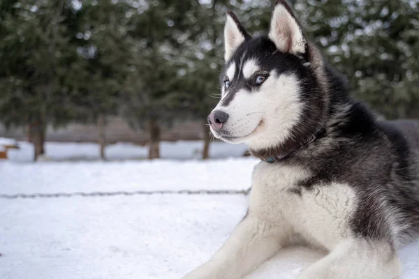 Husky κουτάβι χαριτωμένο αξιολάτρευτο πρόσωπο του σκύλου μωρό περιμένει στο σπίτι του σκύλου με γρασίδι για να παίξει και να φάει στον τομέα των ζώων συντροφιάς. — Φωτογραφία Αρχείου