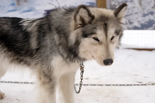 Husky κουτάβι χαριτωμένο αξιολάτρευτο πρόσωπο του σκύλου μωρό περιμένει στο σπίτι του σκύλου με γρασίδι για να παίξει και να φάει στον τομέα των ζώων συντροφιάς. — Φωτογραφία Αρχείου