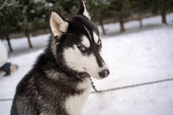 Sibirya köpeği, kışın güneşli bir havada dışarıda yürüyüş yaparken barınakta evsiz kaldı. — Stok fotoğraf