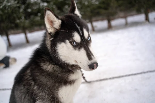 Siberiano husky cane senzatetto in riparo su una passeggiata all'aperto in inverno con il tempo soleggiato — Foto Stock