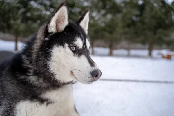Siberiano husky cane senzatetto in riparo su una passeggiata all'aperto in inverno con il tempo soleggiato — Foto Stock