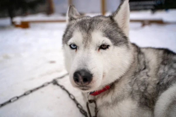 天気の良い日に冬の外を歩く上で避難所でシベリアのずさんな犬ホームレス — ストック写真