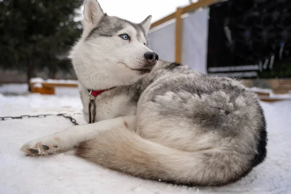 Siberiano husky cane senzatetto in riparo su una passeggiata all'aperto in inverno con il tempo soleggiato — Foto Stock