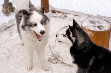 İki Sibirya Husky köpek etrafına bakıyor. Siyah ve beyaz ceket renk Husky köpekleri var. Karlı beyaz arka plan