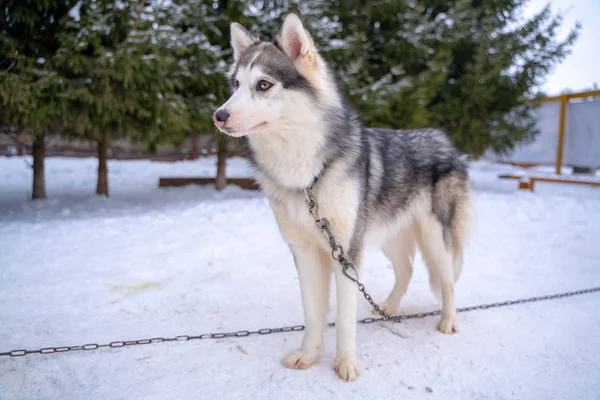 Siberische husky hond dakloos in schuilplaats op een wandeling buiten in de winter bij zonnig weer — Stockfoto